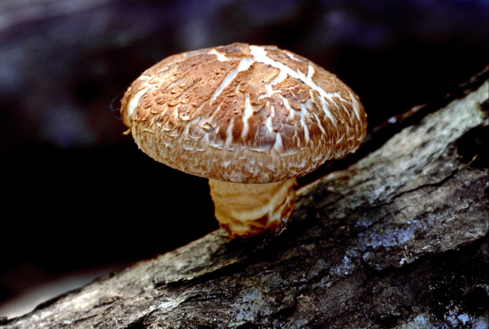 Kit Shiitake